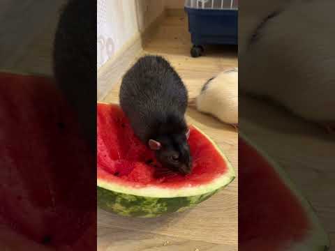 Поедатели арбуза   #крысы #rat #animal