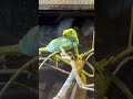 爬虫類特化の動物園が楽しすぎる…