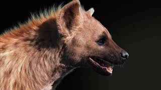 Hyena - Maya xgen