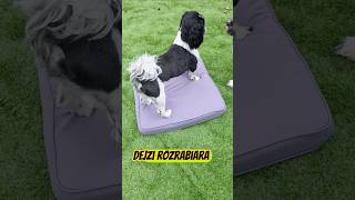 😎 Dejzi znów rozrabia😅 #shihtzu #zabawa #poduszka #doglife #funnydog #lato