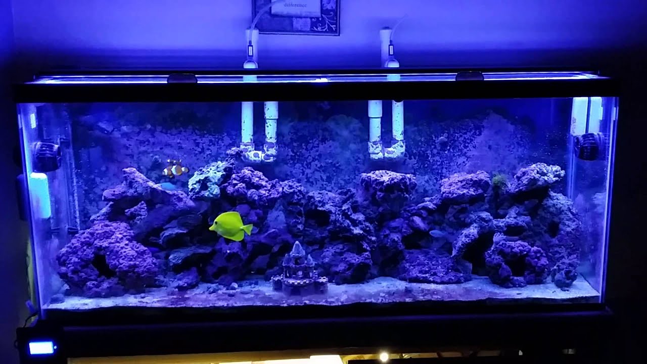 Orbit Led Fish Orbit LED storm mode! - YouTube