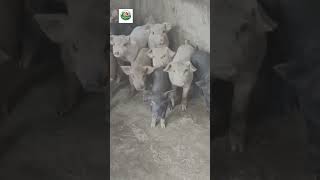 GIÁ HEO HƠI 11/04/2026 #giaheohoi #dichbenh #pig #news #new #tintuc #cooking #channuoi #food #heohoi