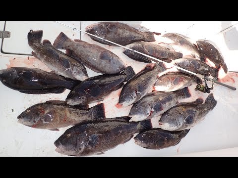 INSANE Big Blackfish Jig Fishing!