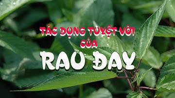 TÁC DỤNG CỦA RAU ĐAY LÀ GÌ  ? 10 LỢI ÍCH TUYỆT VỜI CỦA RAU ĐAY VỚI SỨC KHỎE