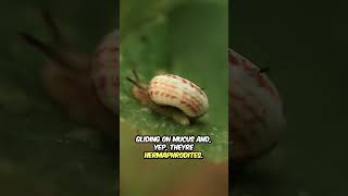 Why Does Nobody Talk About Snails? 🐌 #facts #shorts