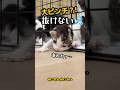子猫のハプニング❗️小さな脱走犯の失敗😅 | ねこせん