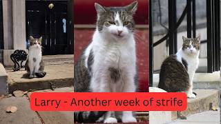 Larry, The Downing Street Cat - Another week of strife
