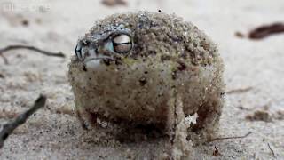 Angry squeaking Nelson Mondialu (Măăăi!!!)