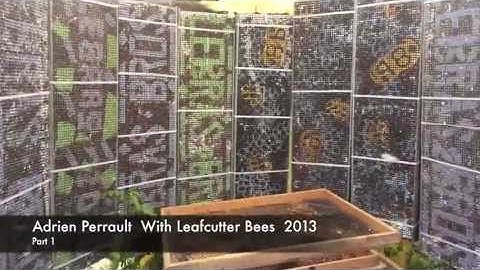 Leafcutter Live Video in field. Bees At Work. Part 1