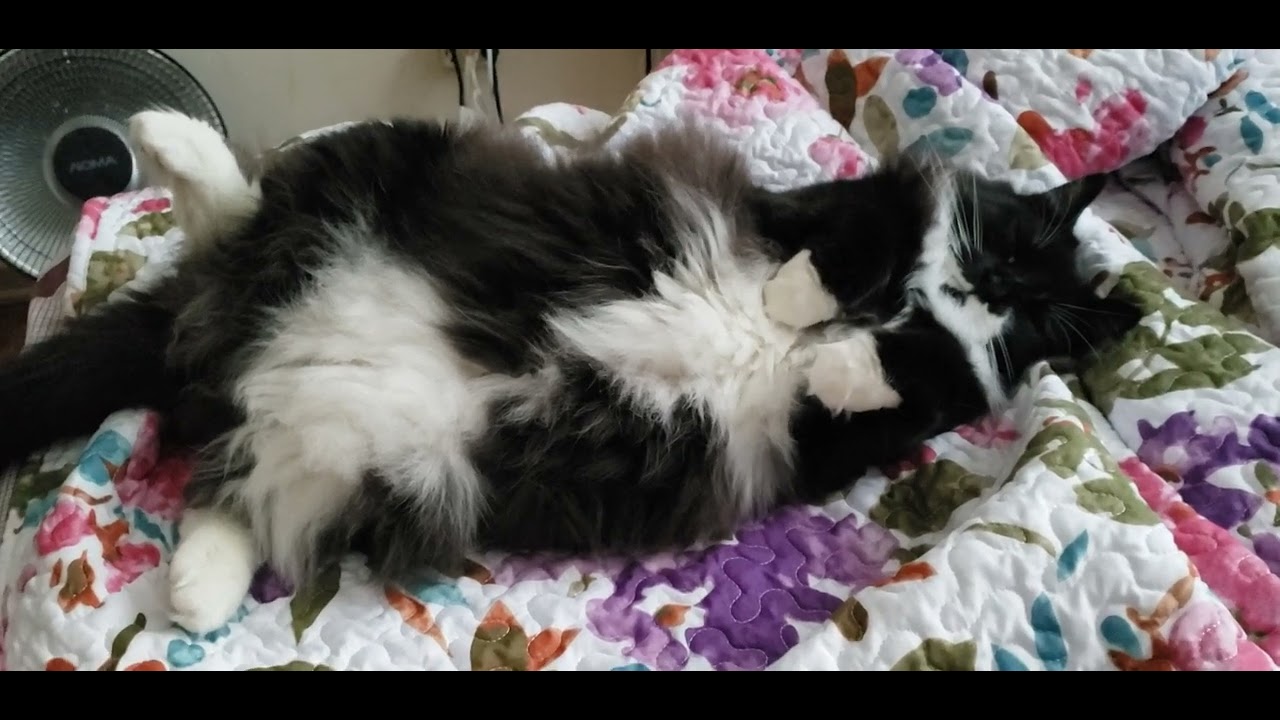 he-cannot-be-bothered-youtube