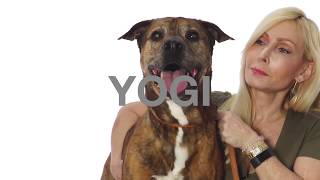 Adopt Yogi at NKLA