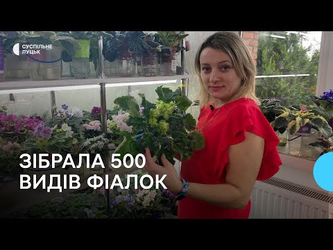 Волинянка зібрала колекцію з понад пів тисячі видів фіалок