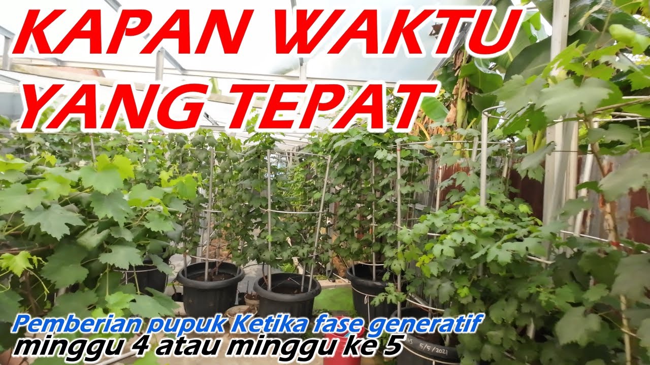 Kapan Waktu Yang Tepat Pemberian PUPUK Anggur || Fase Generatif