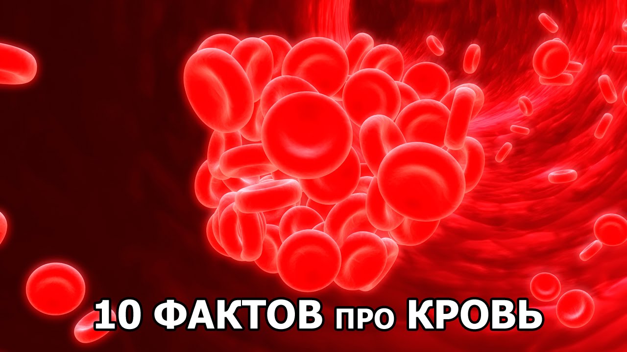 10 ФАКТОВ про КРОВЬ