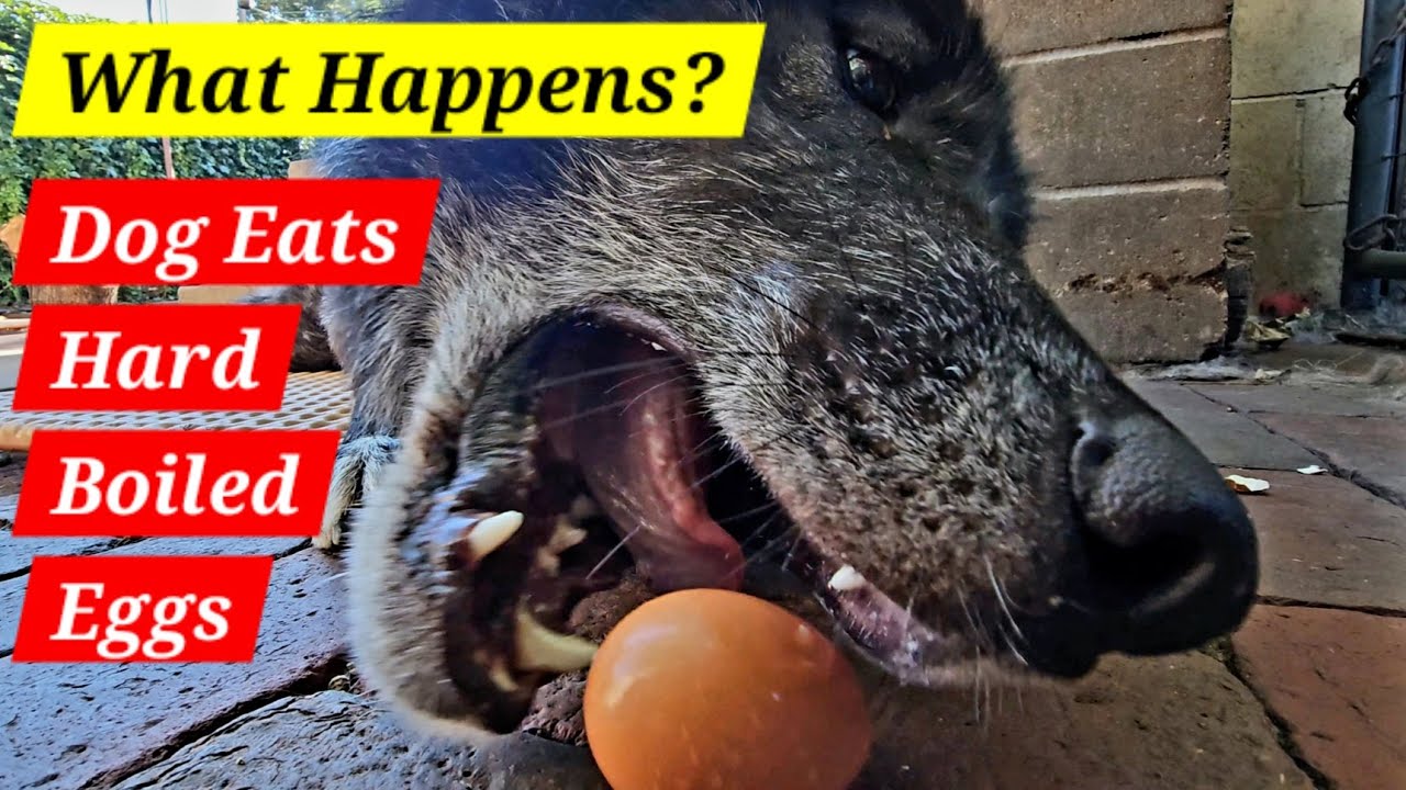This is What Happens When You Feed Hard Boiled Eggs to Dogs!
