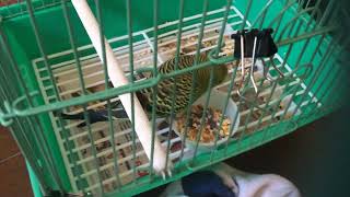 Introducing My Little Birds