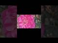 rose 🌹🌹 subscribe for more videos ❤️ #flowers #viral #nature #garden #shorts