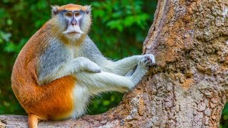 Patas Monkeys: Unveiling the Thrilling Life of Africa's Speediest Primates