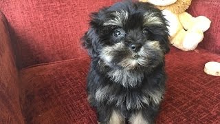 ShihPoo or Shih Tzu Poodle pups for sale in Ocala Florida