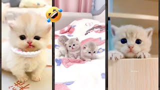 Funny Cat 🐈‍⬛ funny cats meme 🐈‍⬛ #CatsInc Episode 5612