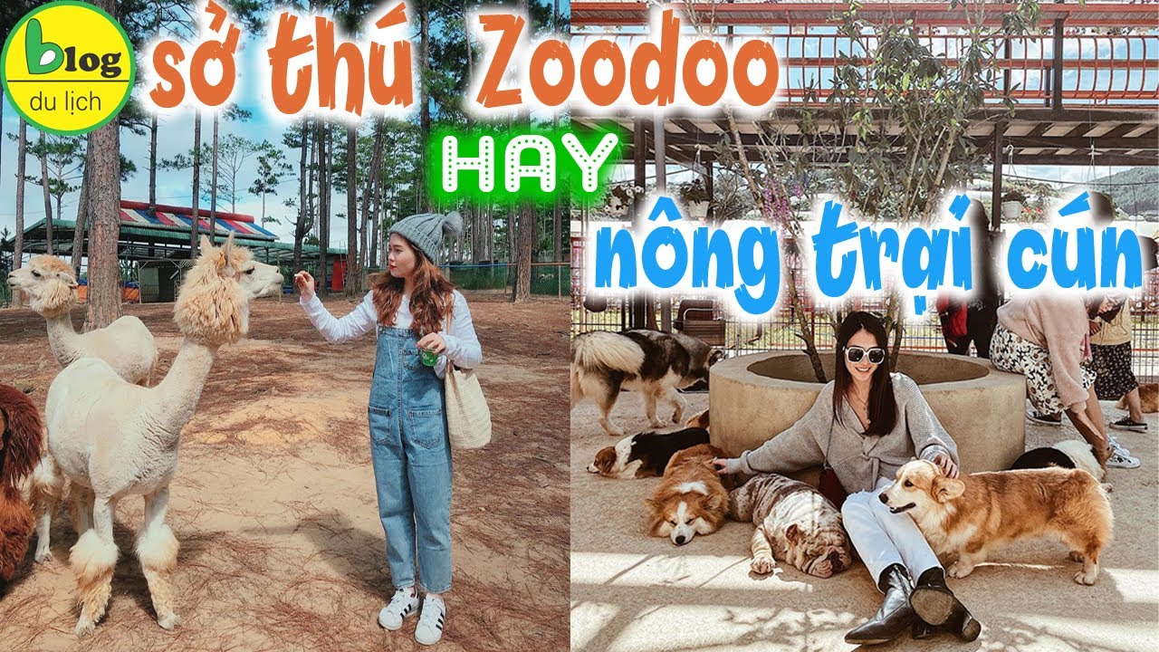 zoodoo da lat 2022 New Du lịch Đà Lạt 2021 đi đâu nếu là người thú cưng, check in ngay 2 địa điểm Đà Lạt cực chất này