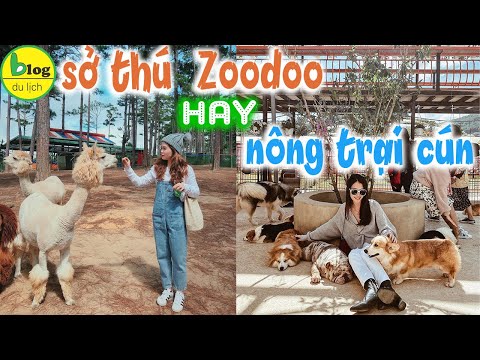 Video Du lịch Đà Lạt 2021 đi đâu nếu là người thú cưng,... - youtube