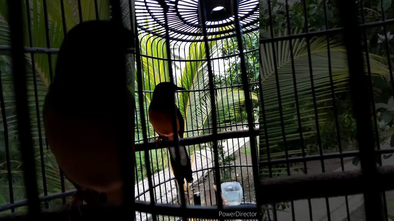 Masteran burung murai 