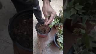 أسرع طريقة لإكثار نبات الهيدرا/نبات الهيدرا المتسلق/hedera plant care/زراعة
