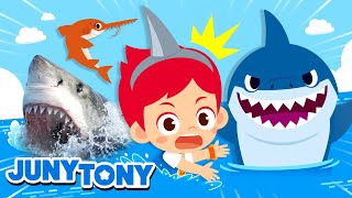¡Qué Miedo, Vienen los Tiburones! | Gran Tiburón Blanco, Tiburón Mako y Más | JunyTony en español