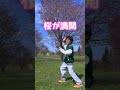 【悲報】帯広の桜、強風すぎて消滅