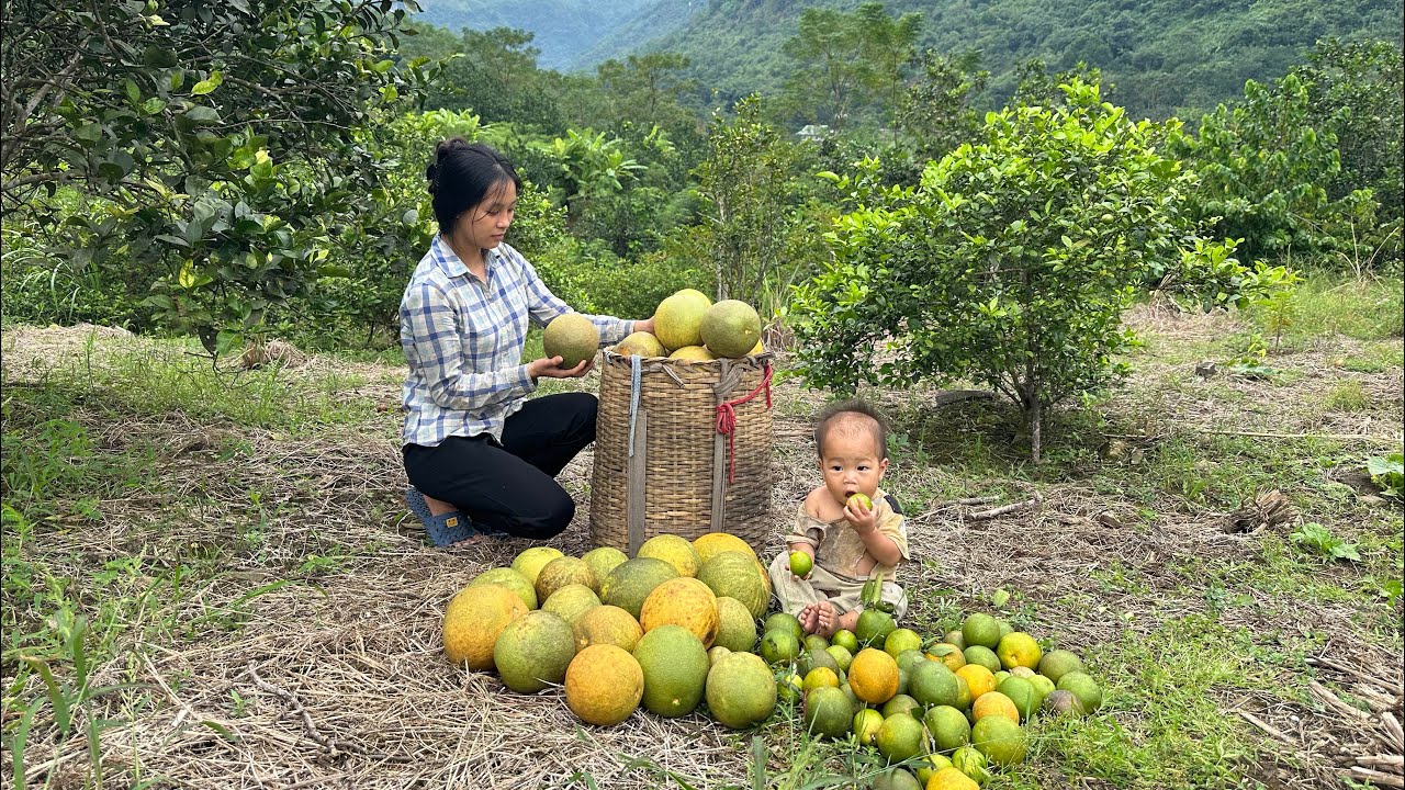 Homeless single mother harvests fruit on the hill