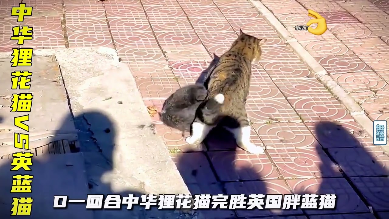 上百路上围观两只打架，狸花猫真厉害，没有一招是虚招