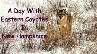 Eastern Coyotes are Wild in New England!