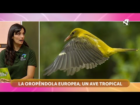 LA OROPENDOLA EUROPEA