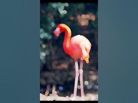 A group of flamingos is called a flamboyance - YouTube