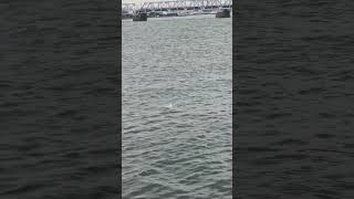 A Swimming Bird