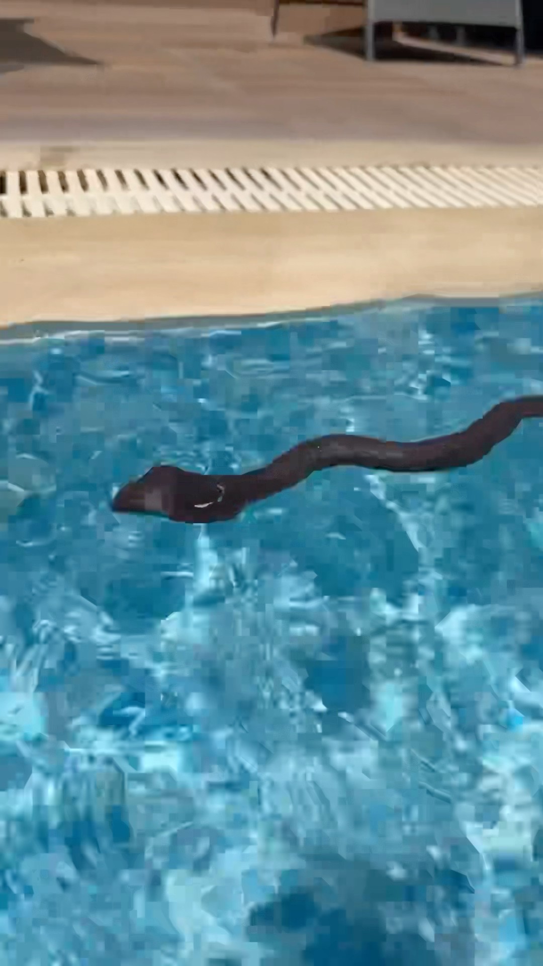 Fake snake or real?