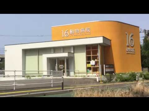 ドッグメディカル 16動物病院