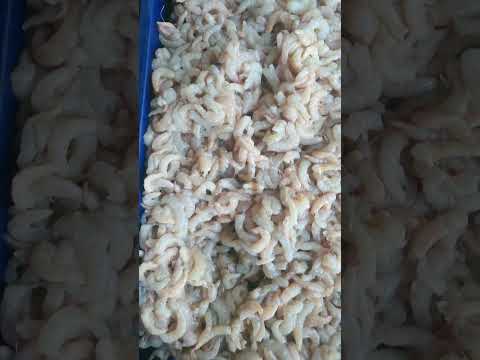 شركة السحاب العالمية جمبرى بلدى من البحر الاحمر ٠١٠٦٧٥٧١٤٧٧