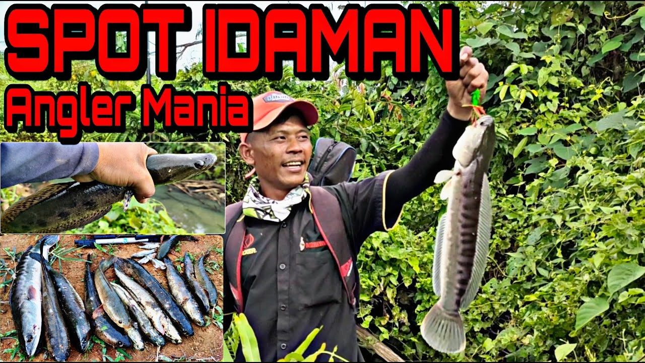 Mancing Ikan KEHUNG || Casting ikan TOMAN dan ikan Gabus | Edisi Awal Tahun 2021 - Spot Kotabaru