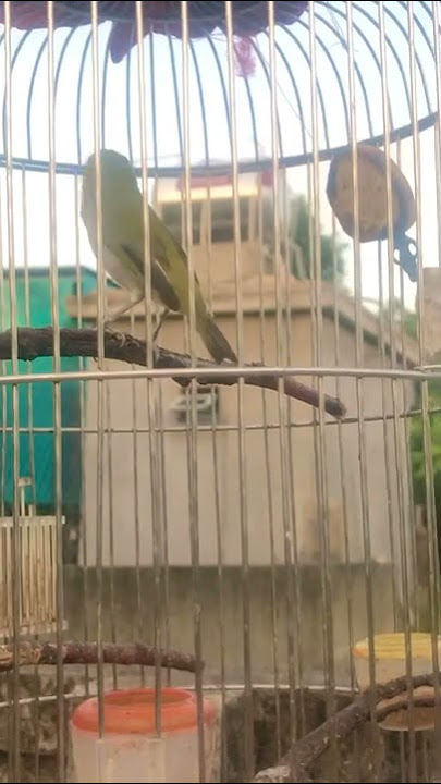 Vành khuyên líu choè huýt chẹp, líu choè sổng, líu dài. Zosterops somadikartai burung bernyanyi