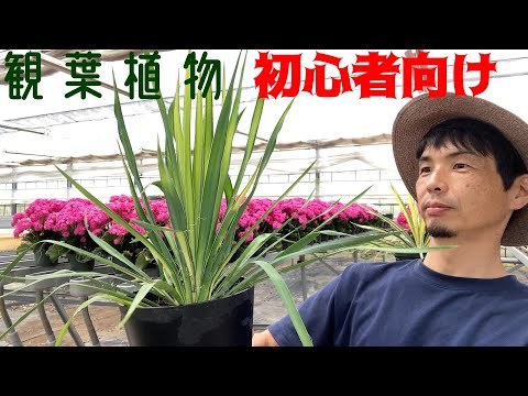 観葉植物初心者向け！苗から育てたユッカ1年後｜生産者ハウスの4品種
