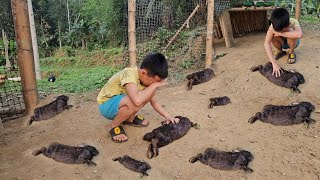 Selling chayote to make a living, what happened to the two rabbits while the boy was away?