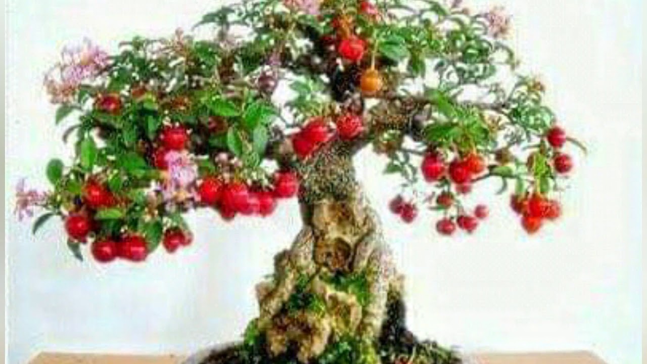 3) Fruit Bonsai Plants පලතුරු බොන්සායි YouTube