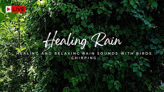 🔴 Healing and Relaxing Rain Sounds with Birds Chirping #relaxing #peacefulmusic #birdsounds #rain