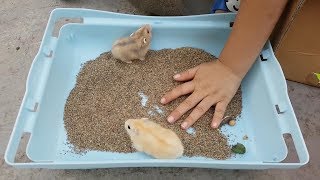Hamster Vàng Khai Lộc Trò Chơi Bạn Ken ❤ ChiChi ToysReview TV ❤ Đồ Chơi Fun Song Bài Hát Vần Thơ