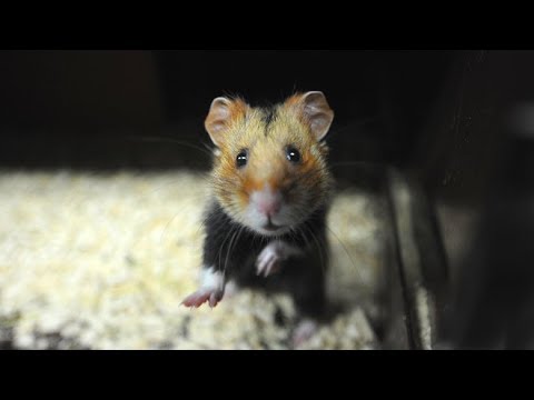 funniest-hamsters-and-guinea-pigs-of-all-time-video-compilation-2019