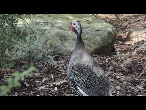 Helmeted Guineafowl (Numida