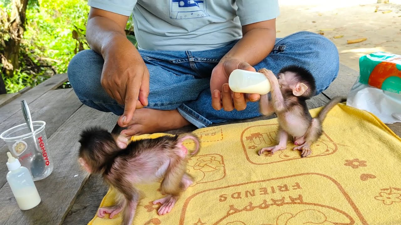 Wooww 😍 Molly still just keeps trying to stand and walk, Molly's spirit 🥰