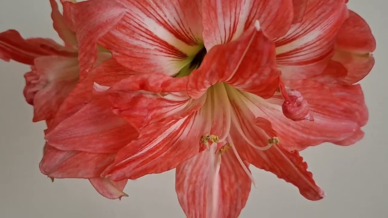 Гіпеаструм 